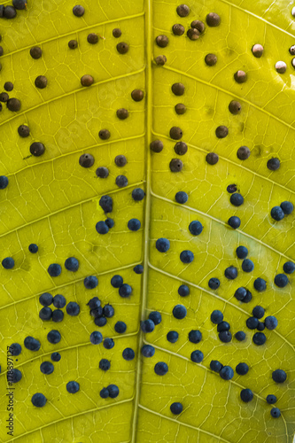 disease on mango leaf