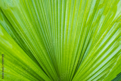 palm leaf and texture
