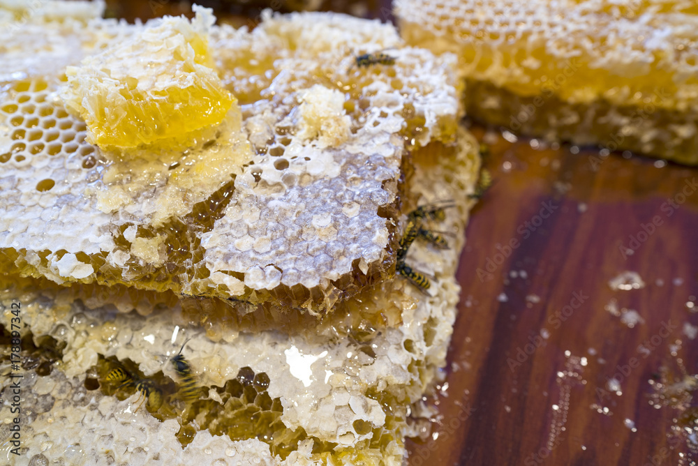 Fototapeta premium bee on honey