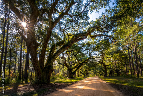 Live oak trees grow rapidly when they are young. These trees can be prevalent in the low country of the southeastern United States. 