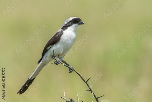 Bird on Branch