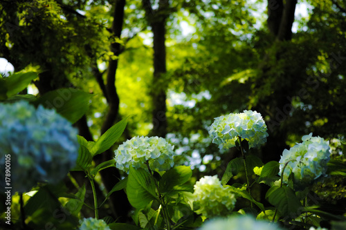 Cuadro en lienzo 紫陽花