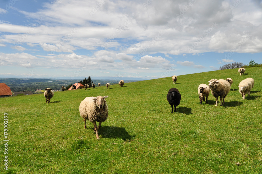 Obraz premium blöckende Schafe, Schafherde in der Oststeiermark