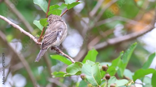 Baby bird on a tree branch with eyes closed.