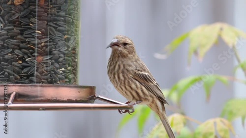 Female Finch bird eating seeds at a bird feeder.