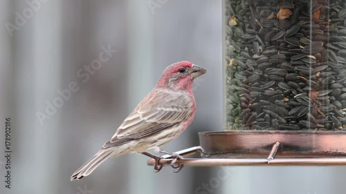 Male Finch bird eating seeds at a bird feeder.