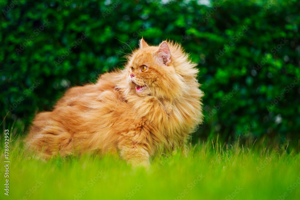 brown Persian cat on the grass field