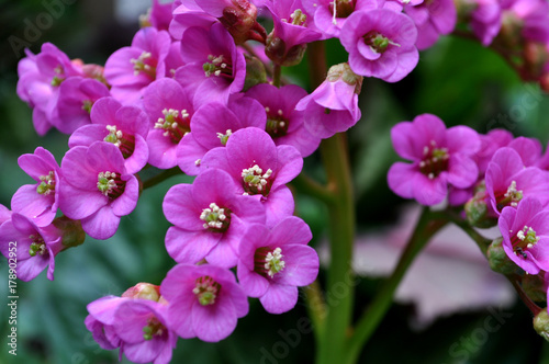 Bergenien – attraktives Laub und tolle Blüten, Saxifragaceae