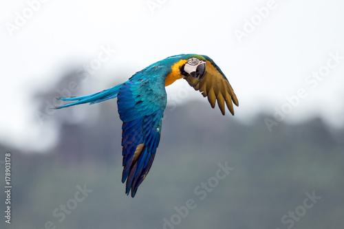 blue-and-yellow macaw (Ara ararauna) is a large South American parrot