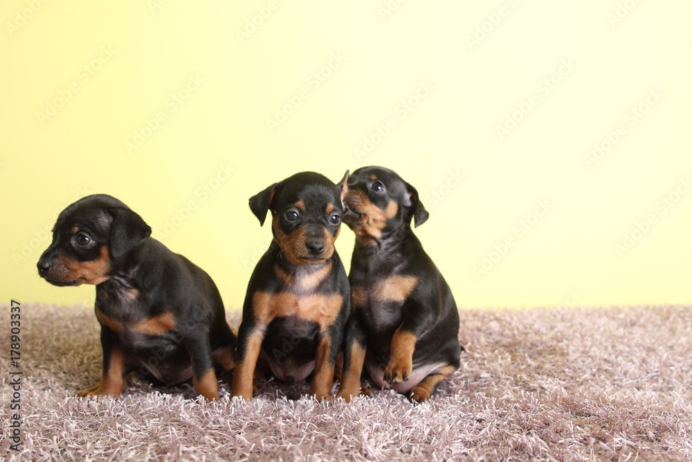 Obraz premium 귀여운 미니어쳐핀셔(미니핀) 강아지들