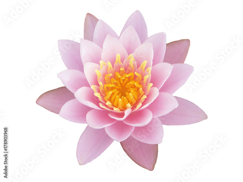 Sweet lotus flower on white background  with clipping path