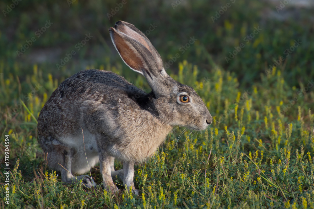 Fototapeta premium jack rabbit