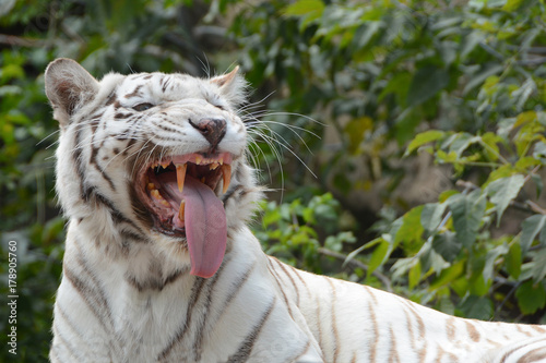 Fototapeta Naklejka Na Ścianę i Meble -  Bengal tiger is angry