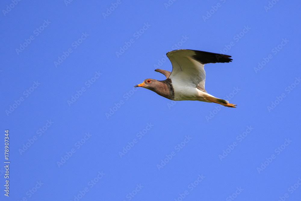 Image of red-wattled lapwing bird(Vanellus indicus) flying in the sky. Animal. Bird. Image of red-wattled lapwing bird(Vanellus indicus) flying in the sky. Animal. Bird.