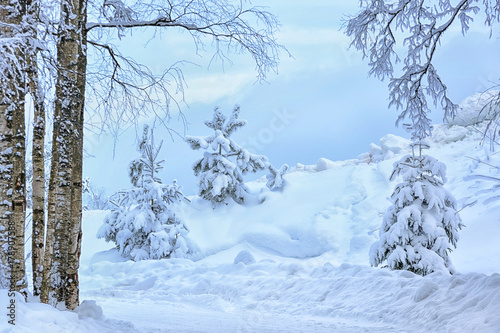 Winter trail between birches and Christmas trees in blue tones.