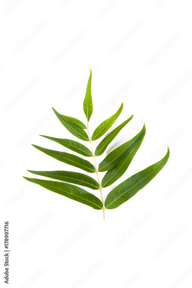 Fototapeta premium Green leaf