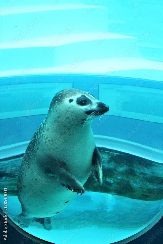 Naklejka premium ゴマアザラシ