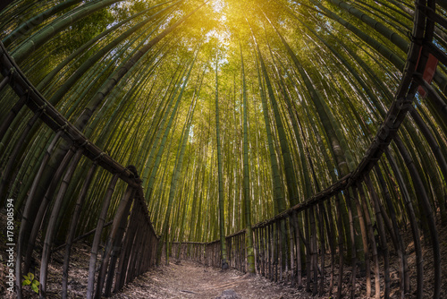 Bamboo forest in South Korea. photo