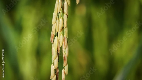 The productivity of the rice farmers.