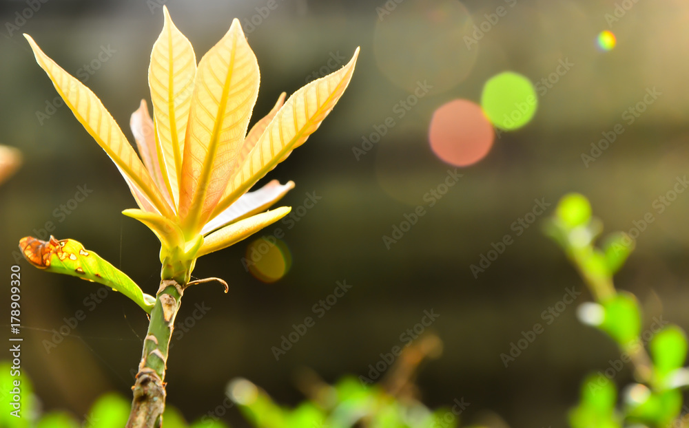 Soft leaves Soft leaves