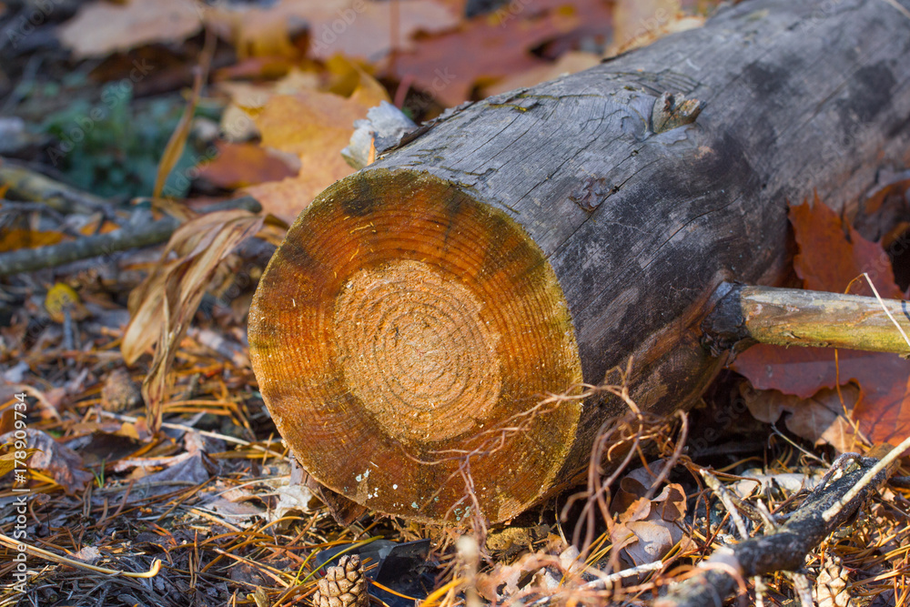 Fototapeta premium Forest cut down. Pine trees lying in the forest after deforestation, firewood