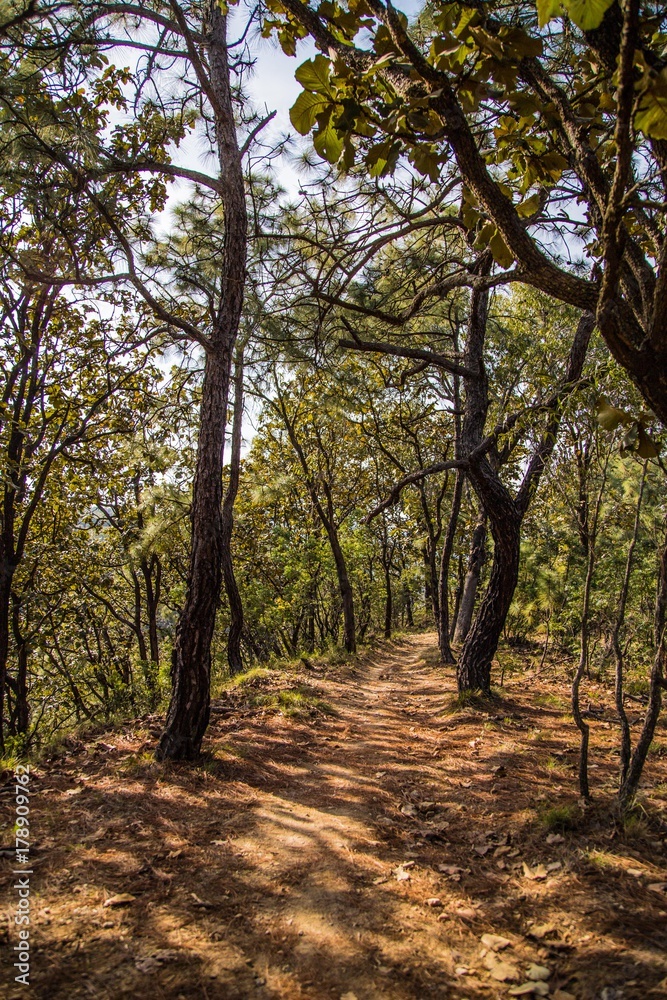 Forest Forest
