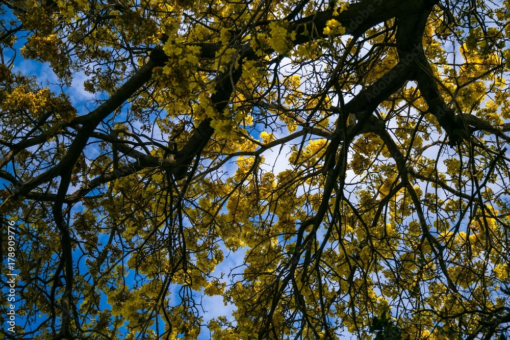Fototapeta premium Yellow flowers