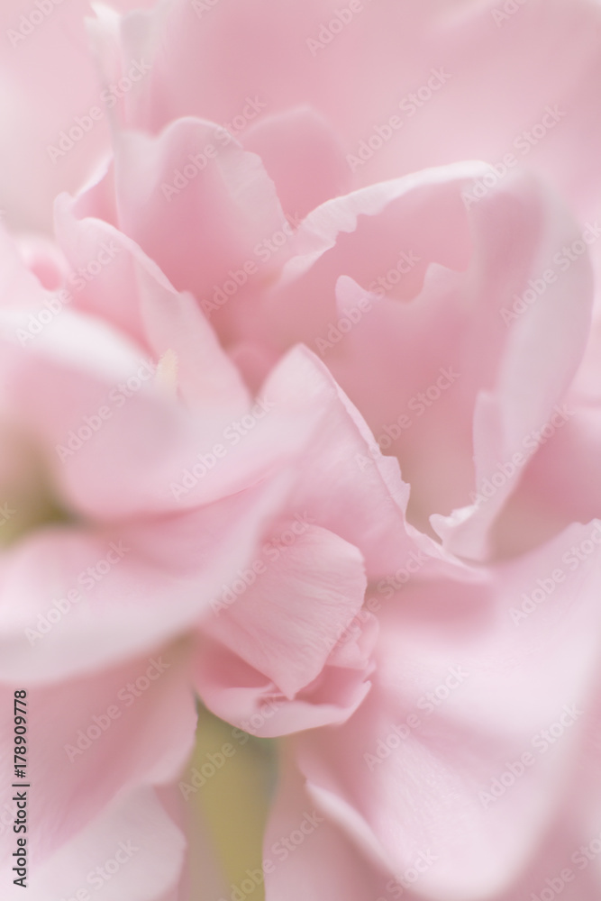 カーネーションの花びら カーネーションの花びら