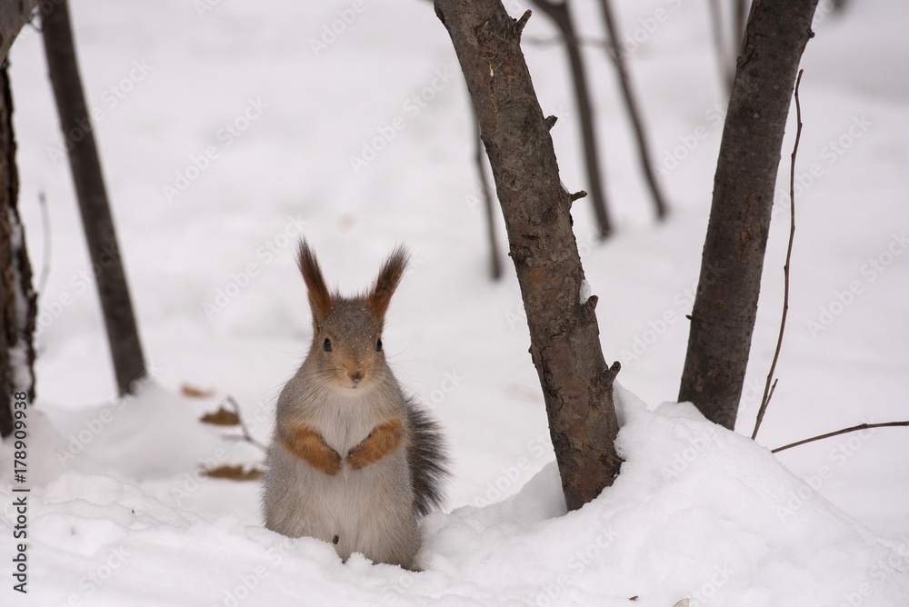 The gray squirrel eating sunflower seeds on the tree in the park in winter The gray squirrel eating sunflower seeds on the tree in the park in winter