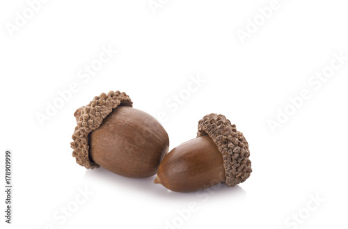 acorns on a white background ,close up