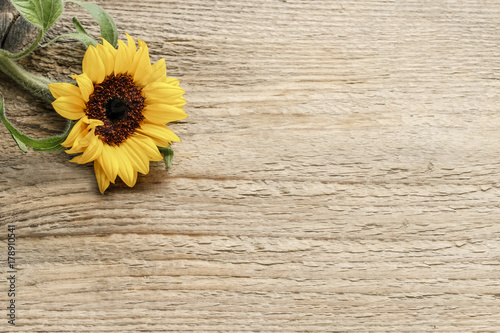 Fototapeta Naklejka Na Ścianę i Meble -  Single sunflower on wooden background, copy space.