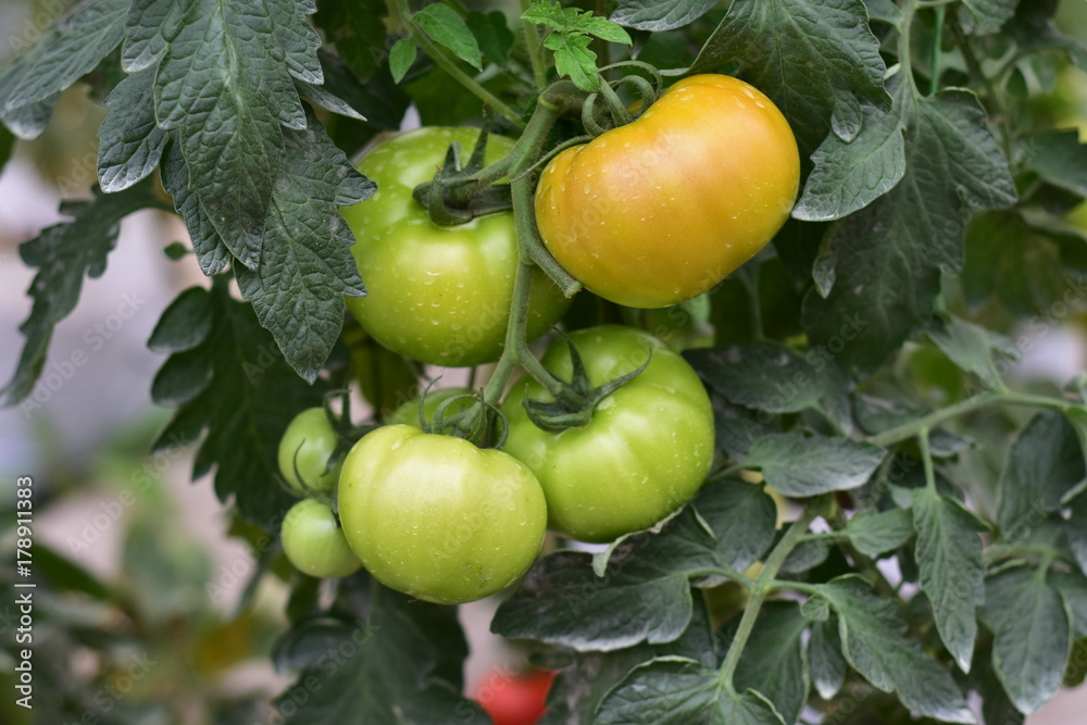 Natural summer background, Tomatoes on a branch in the farm.