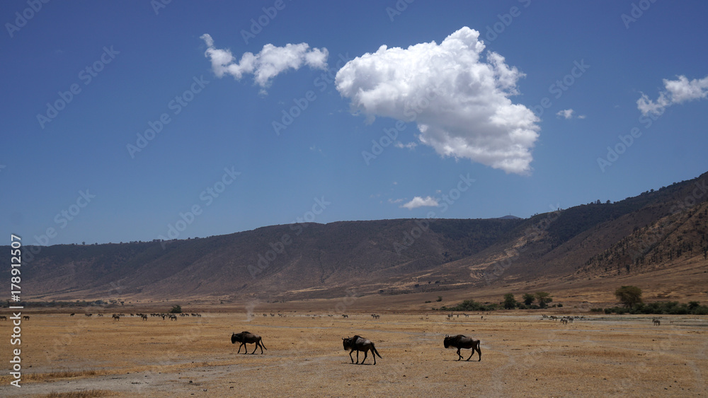 Ngorongoro Nationalpark Tansania Ngorongoro Nationalpark Tansania