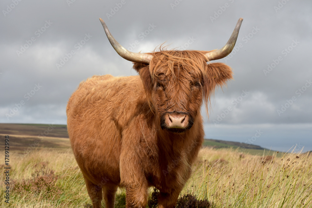 Highland cattle grazing on Exmoor, North Devon Highland cattle grazing on Exmoor, North Devon