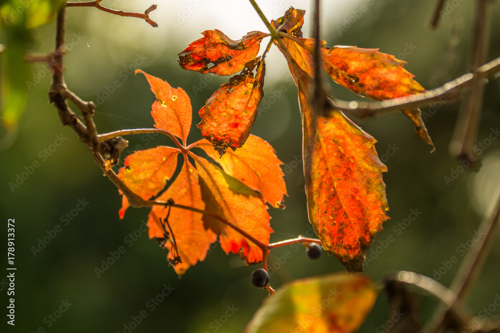 a colorful autumn leaf with a blurred background in the sunshine