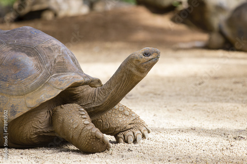 Giant turtles  dipsochelys gigantea in island Mauritius