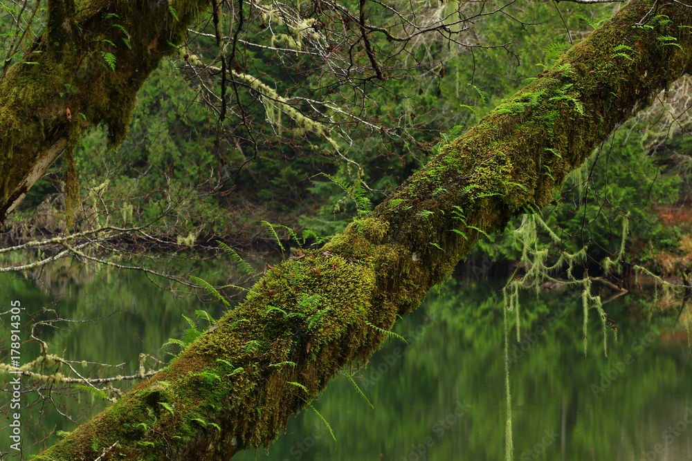 a picture of an Pacific Northwest forest and pond with Vine maple trees a picture of an Pacific Northwest forest and pond with Vine maple trees