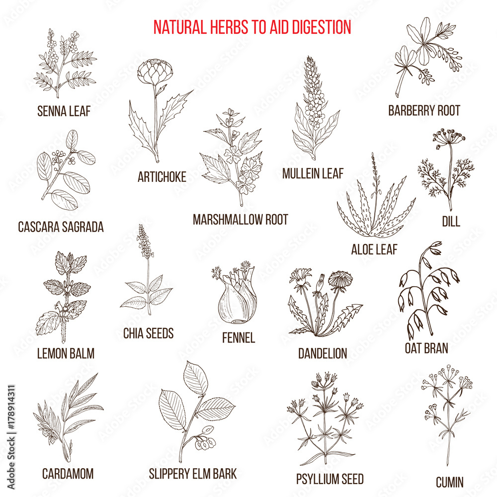 Herbal remedies for aid digestion Herbal remedies for aid digestion