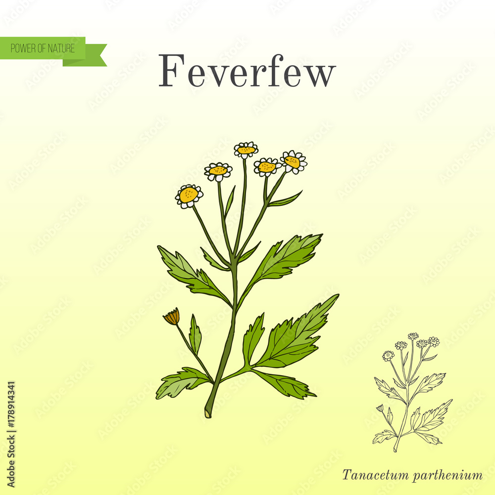 Feverfew - medicinal plant.