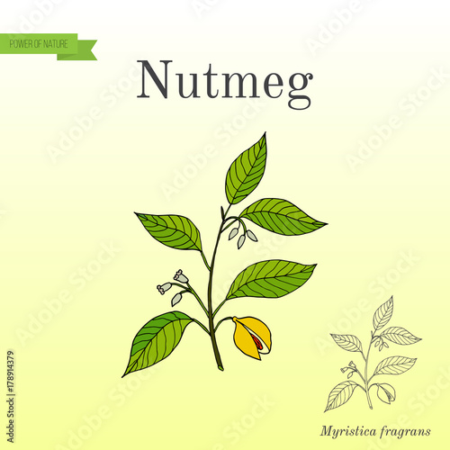 Kitchen spices. Nutmeg