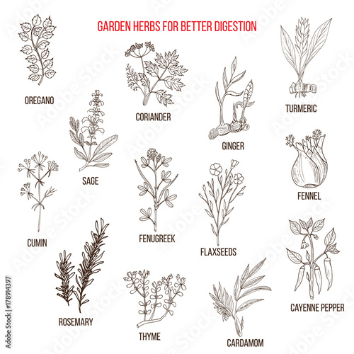 Best garden herbs for better digestion