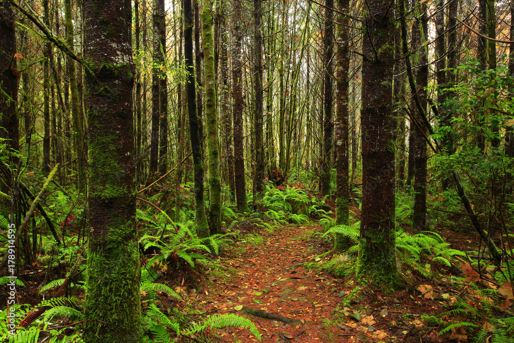 a picture of an Pacific Northwest forest trail a picture of an Pacific Northwest forest trail