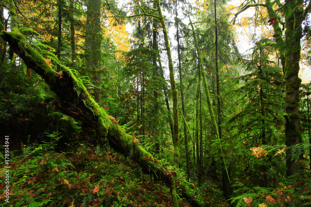 a picture of an Pacific Northwest forest