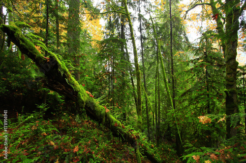 a picture of an Pacific Northwest forest