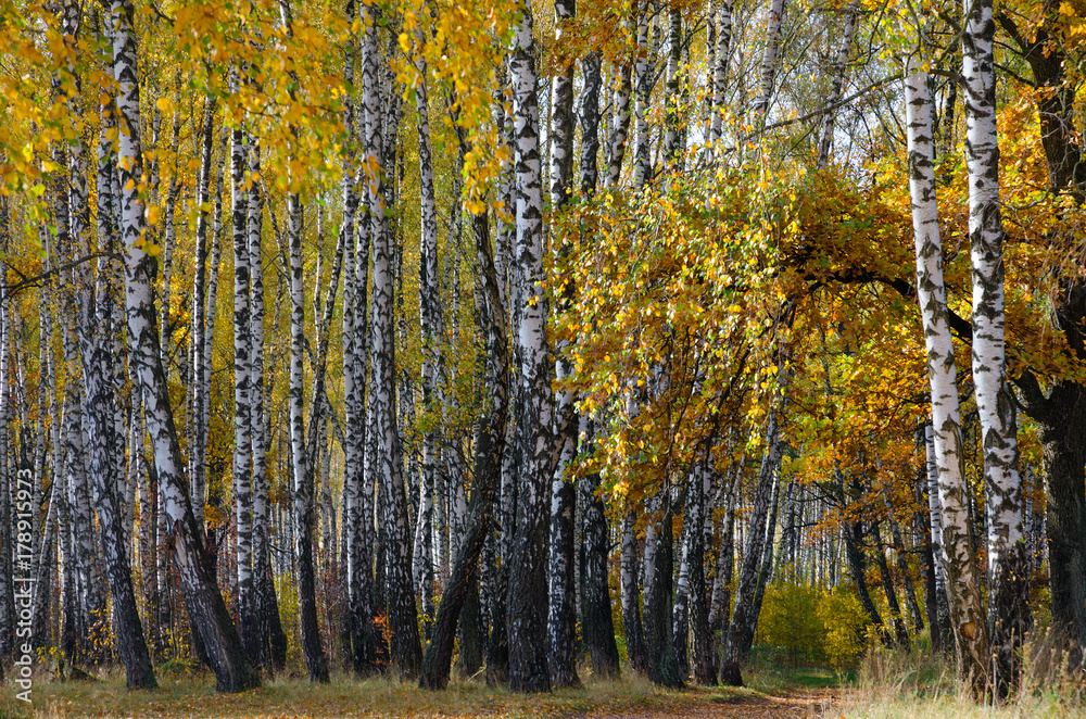 Golden autumn in birch grove, natural landscape