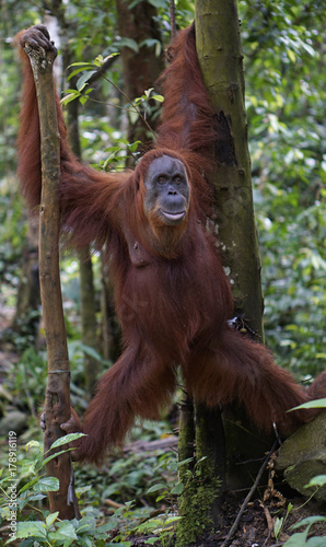 A female orangutan hanging in the jungle in Sumatra.