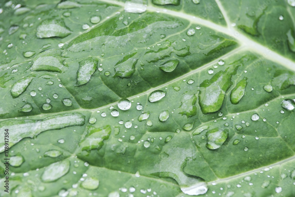 cabbage leaf on rain cabbage leaf on rain