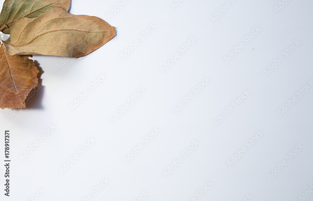 Autumn Fall leaves maple on the corner of white background Autumn Fall leaves maple on the corner of white background