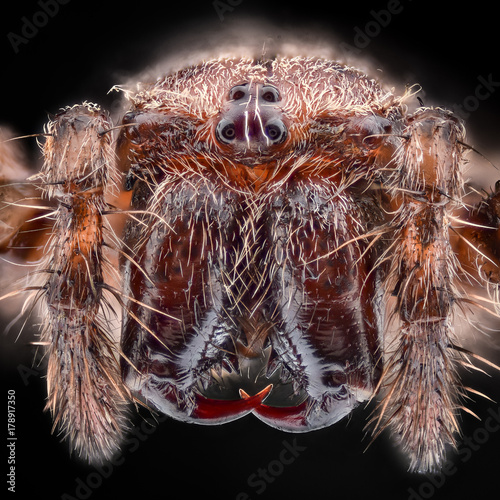 Extreme magnification - European garden spider, Araneus diadematus