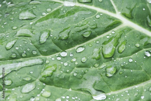 cabbage leaf on rain